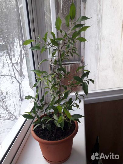 Фикус бенджамина