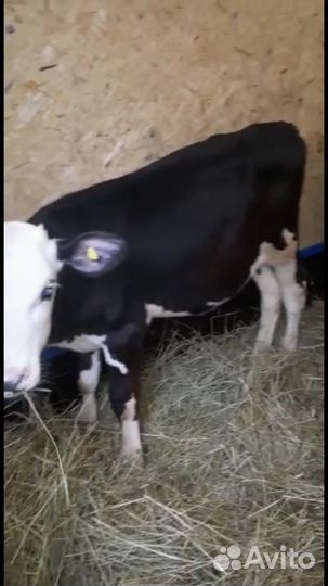 Бычки и быки