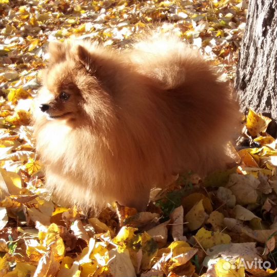 Вязка замечательный шпиц