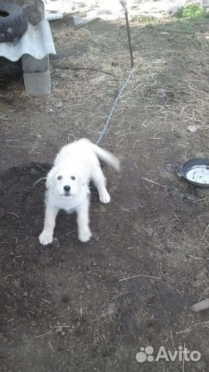 Собаки щенки бесплатно