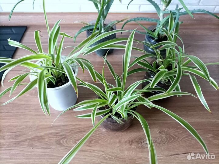 Комнатные растения