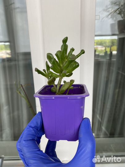 Толстянка суккулент/денежное дерево/цветок