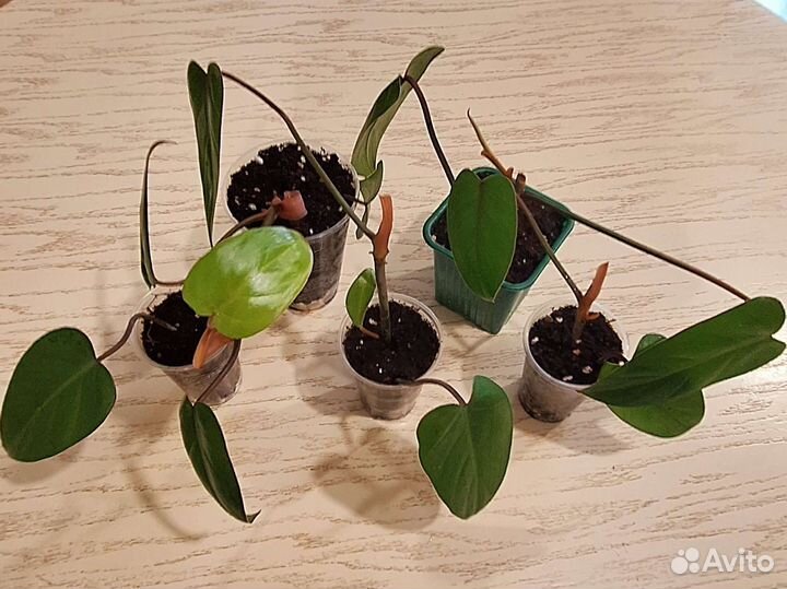 Филодендрон красноватый