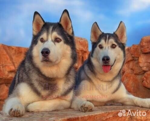 Картина по номерам 30x40 Довольные хаски на отдыхе