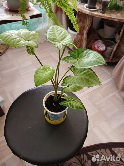 Цветы для дома