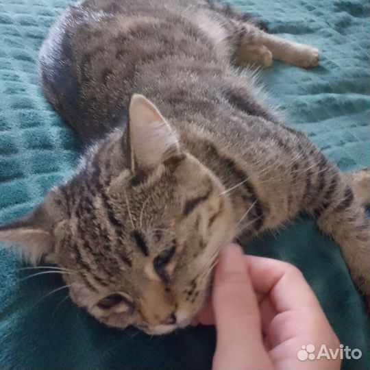 Кот