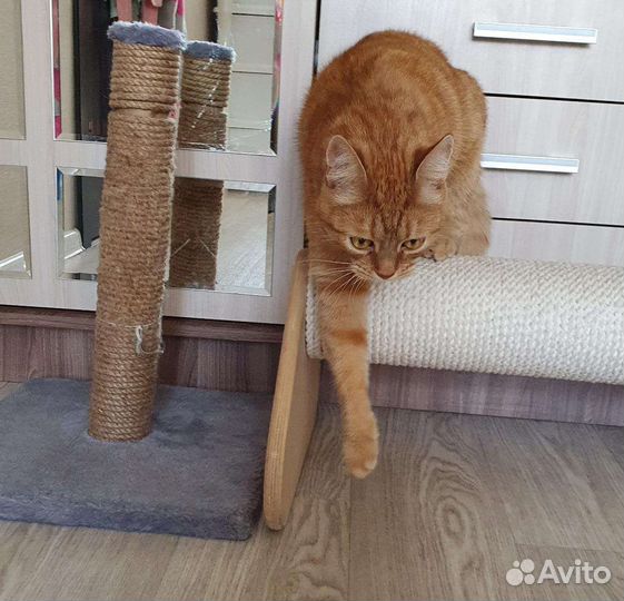 Передержка кошек, хомяков, крыс, свинок