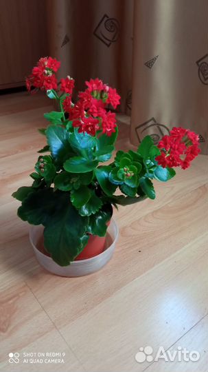 Коланхое цветущее