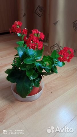 Коланхое цветущее