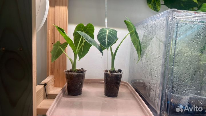 Алоказия Мишольца