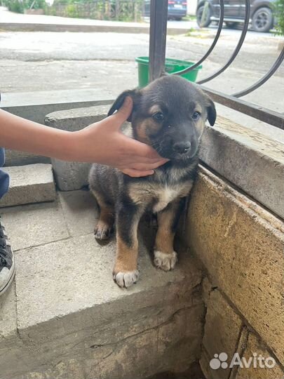 Собаки щенки