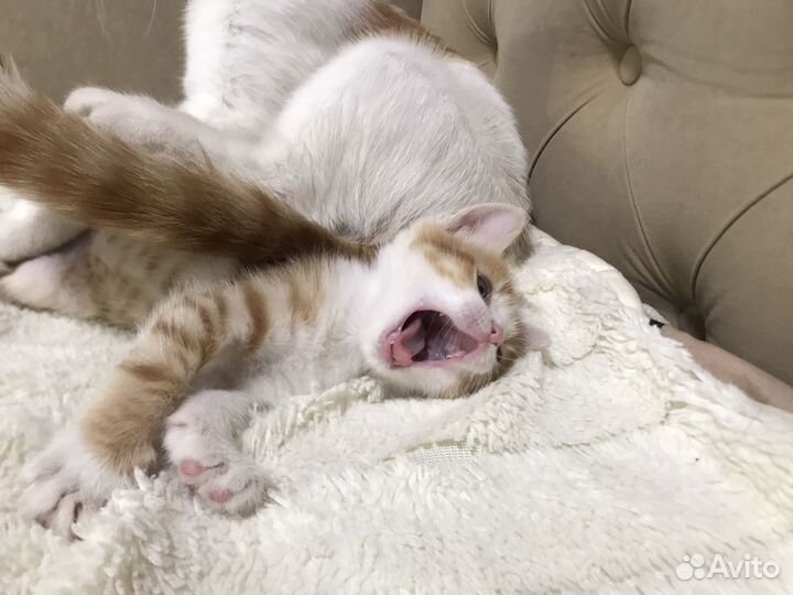 Котята в добрые руки даром