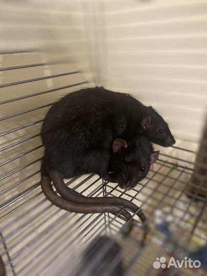 Ручные крысята дамбо. девочка меланж 1 мес