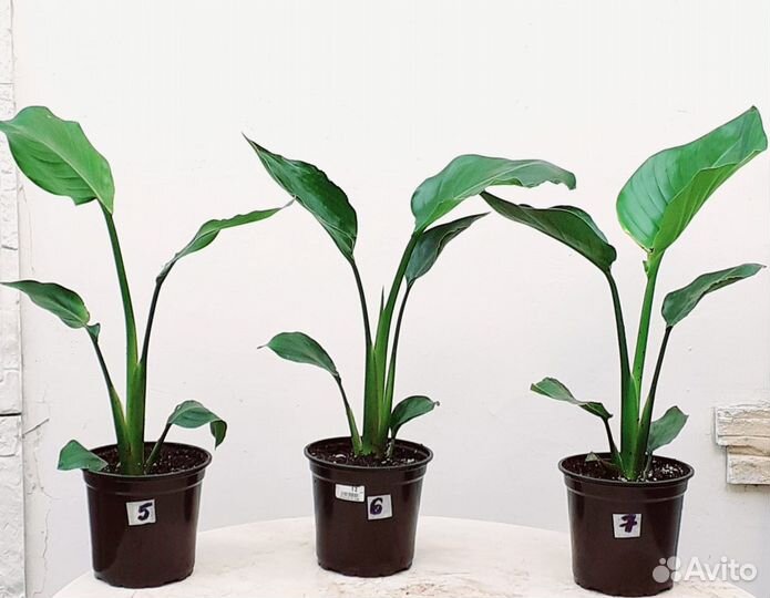 Стрелиция Николая