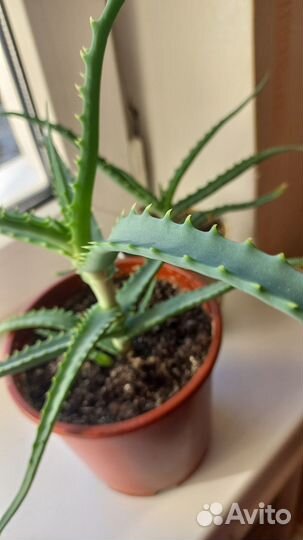 Алоэ древовидное лечебное