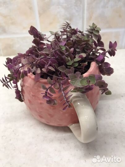 Коллизия розовая пантера