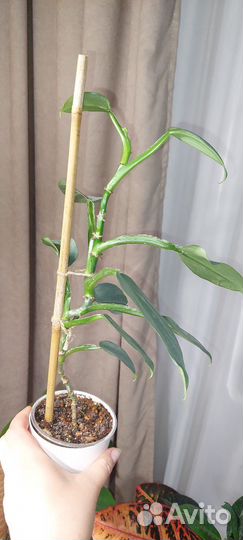 Филодендрон хастатум