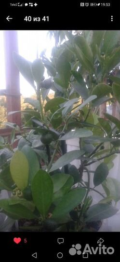 Кумкват черенки. Свежесрезанные длина 12 - 15см