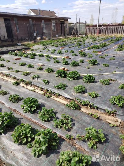 Рассада сортовой клубники