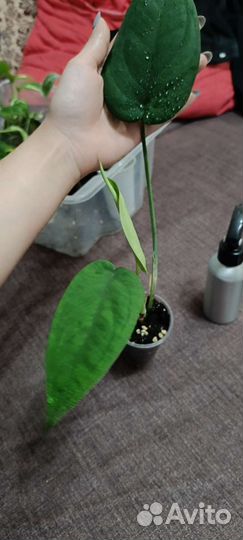 Сингониум макрофиллум