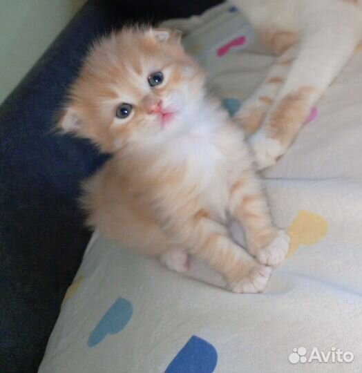 Миленькая девочка ищет дом