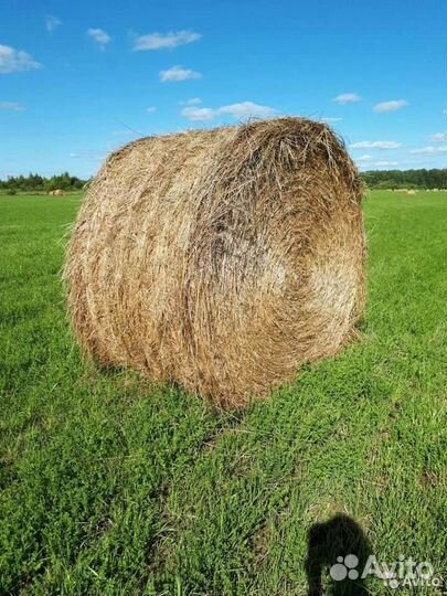 Продам сено
