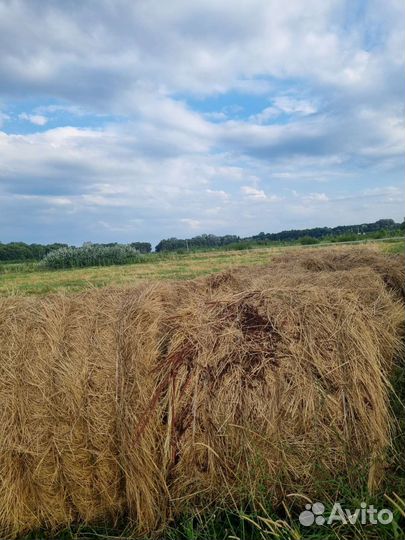 Сено в рулонах 2023