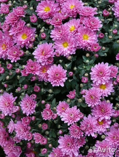 Фиалка цветущая, Октябрина/ хризеетема осенняя