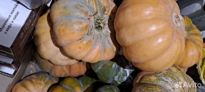 Тыква сладченная