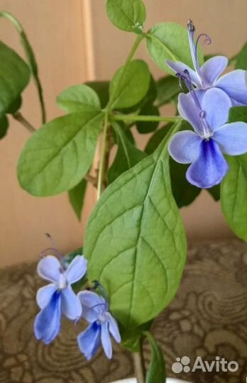 Красивоцветущие клеродендрум и якобиния