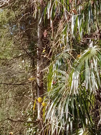 Участок 7 сот. (ИЖС)