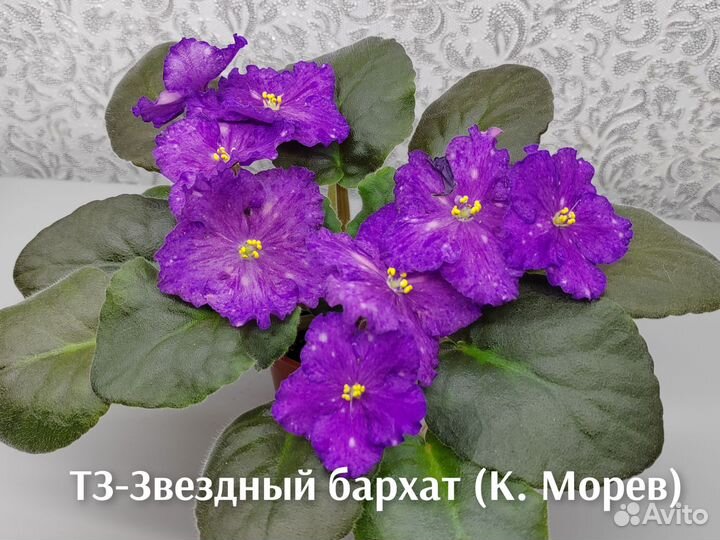 Фиалки свежий срез (наборы)