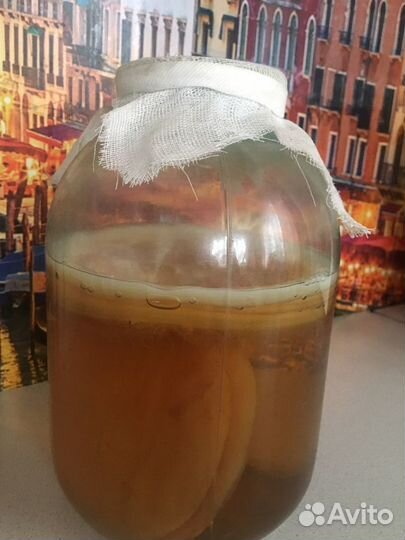 Чайный гриб