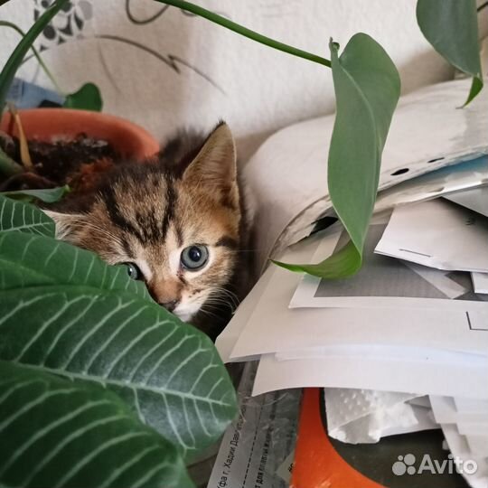 Котята скоттиш страйт продажа