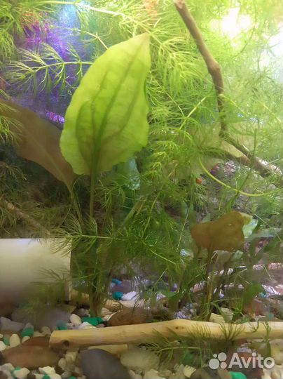 Аквариумные растения, гуппи