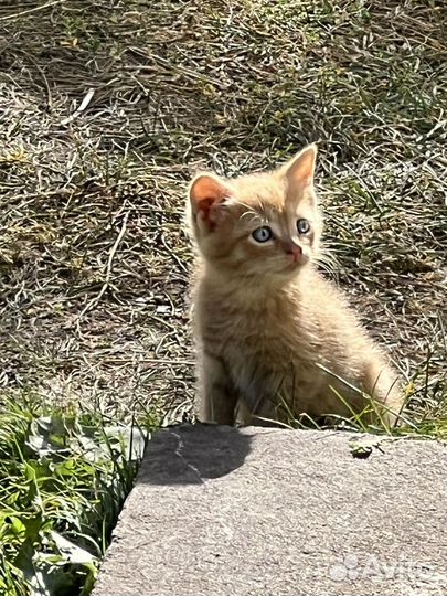 Котята в добрые руки бесплатно