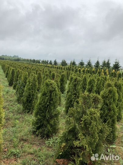Туя Смарагд 1,8-2 м,Брабант
