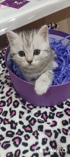 Шотландские котята