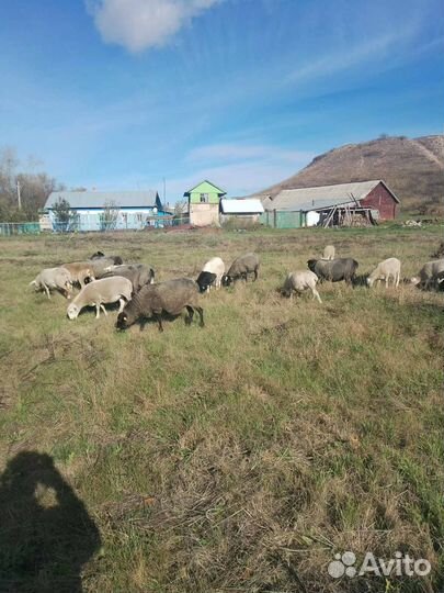 Продам мясо баранины.Халяль