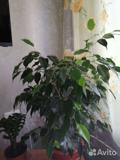 Фикус бенджамина большой