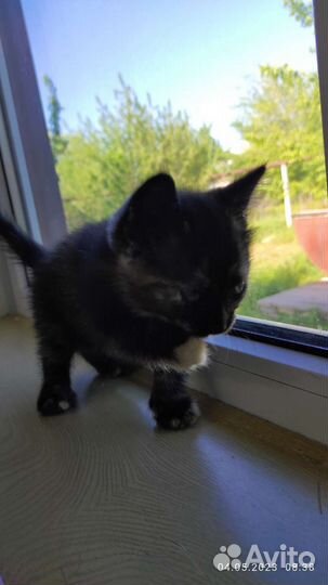 Котенок в добрые руки