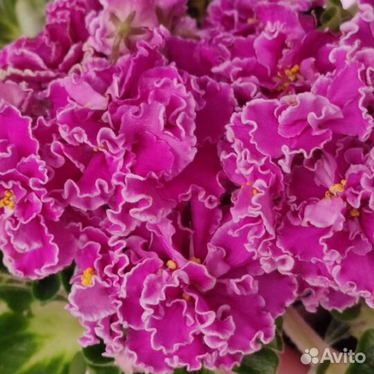 Деточки фиалки