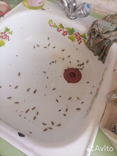 Обработка участков от клещей