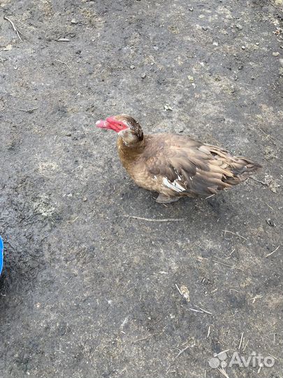 Утинные яйца