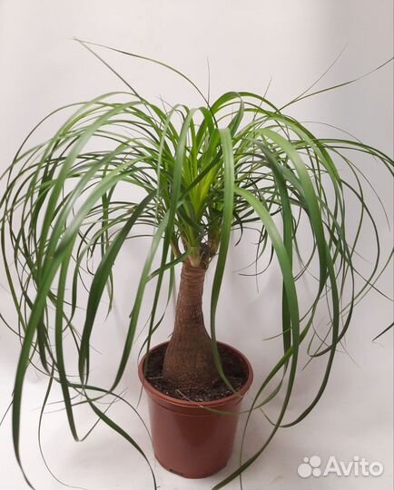 Нолина бокарнея