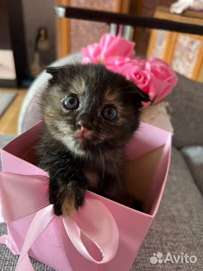 Котята от вислоухой мамы