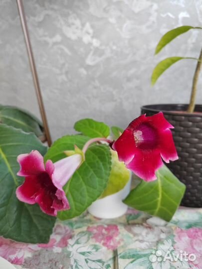 Глоксиния цветущая