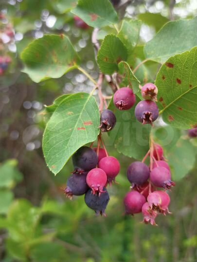 Дом 50 м² на участке 11,5 сот.