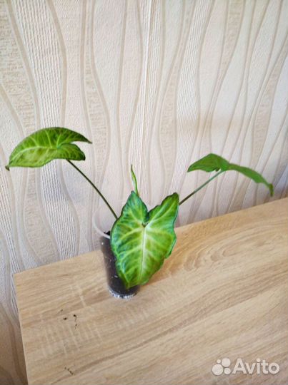 Сансевиерия сингониум моранта