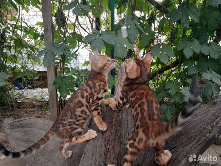 Бенгальские котята